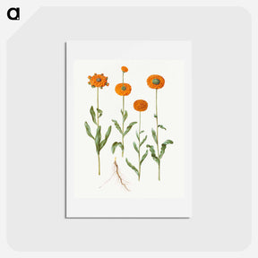 アートポストカード-Calendula officinalis
 - マリア ジビーラ メーリアン Postcard.