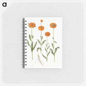 アートメモ帳-Calendula officinalis
 - マリア ジビーラ メーリアン Memo.