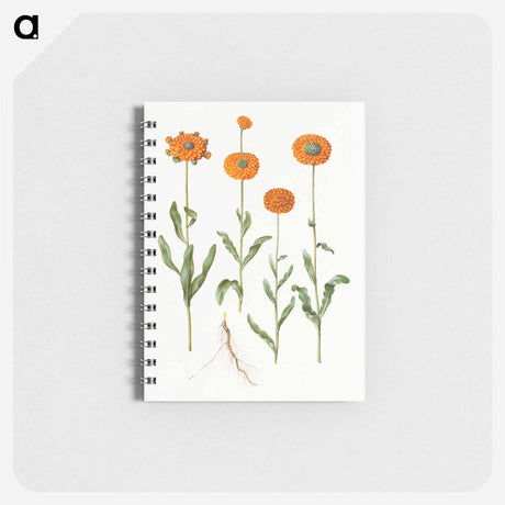アートメモ帳-Calendula officinalis
 - マリア ジビーラ メーリアン Memo.