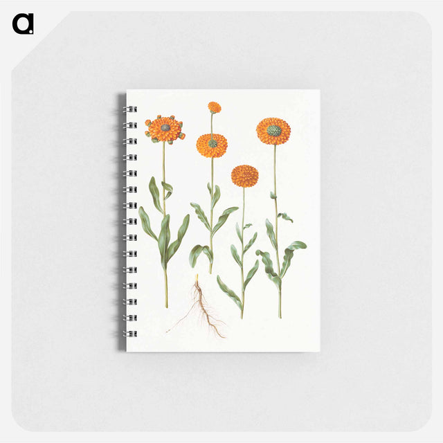 アートメモ帳-Calendula officinalis
 - マリア ジビーラ メーリアン Memo.