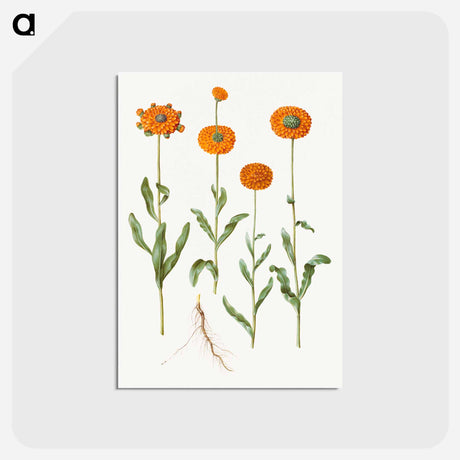 アートポストカード-Calendula officinalis
 - マリア ジビーラ メーリアン Postcard.