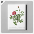 3-70_Pierre-Joseph-Redoute_canvas
