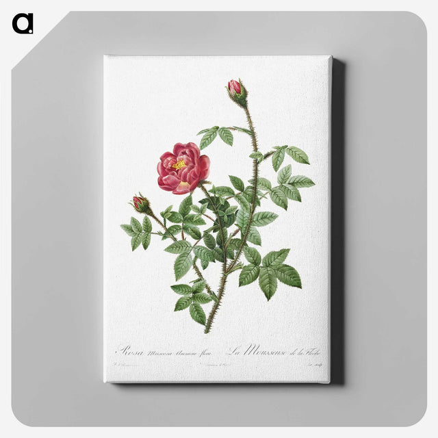 3-70_Pierre-Joseph-Redoute_canvas
