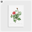 アートポストカード-Moss Rose - ピエール ジョゼフ ルドゥーテ Postcard.