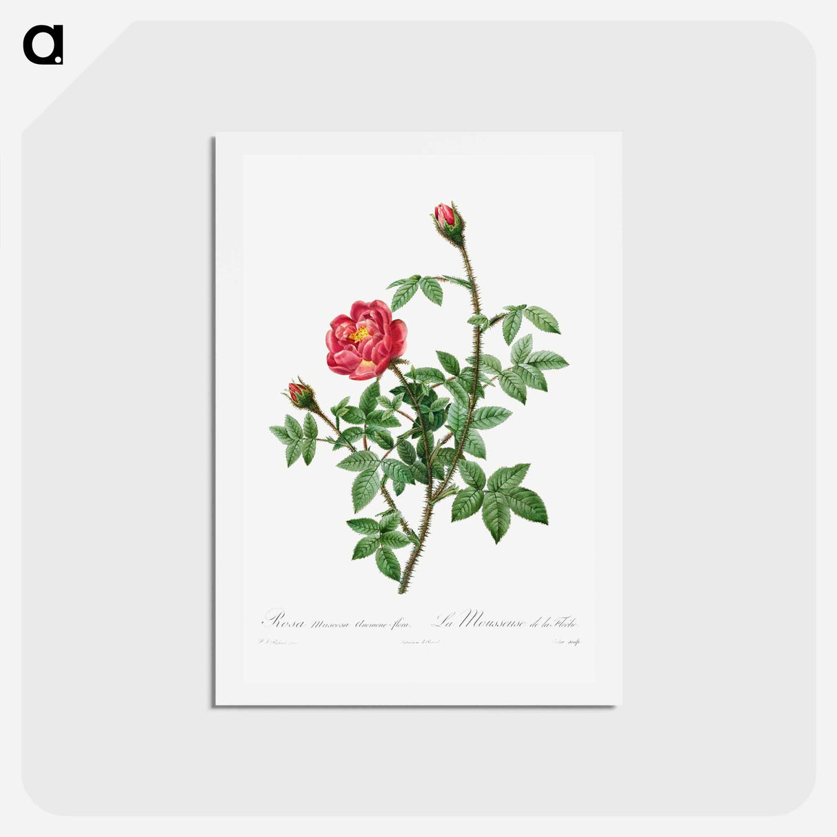 アートポストカード-Moss Rose - ピエール ジョゼフ ルドゥーテ Postcard.