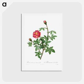 アートポストカード-Moss Rose - ピエール ジョゼフ ルドゥーテ Postcard.