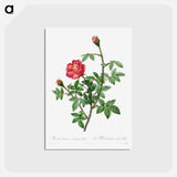 アートポストカード-Moss Rose - ピエール ジョゼフ ルドゥーテ Postcard.