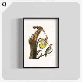 アートポスター-Golden-winged Woodpecker from Birds of America
 - アメリカの鳥たち Poster.