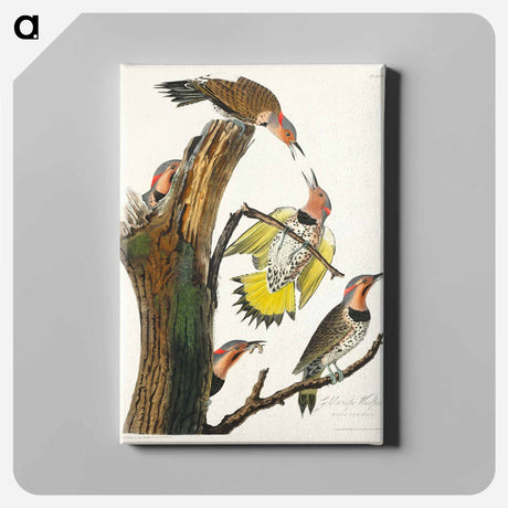 アートパネル-Golden-winged Woodpecker from Birds of America
 - アメリカの鳥たち Canvas.