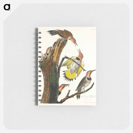 アートメモ帳-Golden-winged Woodpecker from Birds of America
 - アメリカの鳥たち Memo.