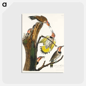 アートポストカード-Golden-winged Woodpecker from Birds of America
 - アメリカの鳥たち Postcard.