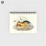 アートメモ帳-Minute Bittern
 - オーストラリアの鳥 Memo.