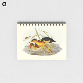 アートメモ帳-Minute Bittern
 - オーストラリアの鳥 Memo.