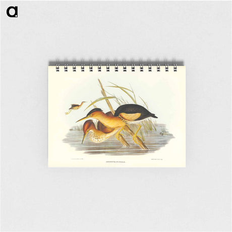 アートメモ帳-Minute Bittern
 - オーストラリアの鳥 Memo.