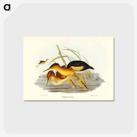 アートポストカード-Minute Bittern
 - オーストラリアの鳥 Postcard.