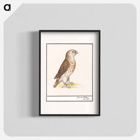 アートポスター-Short-toed Eagle - アンセルムス ボエティウス デ ブート Poster.