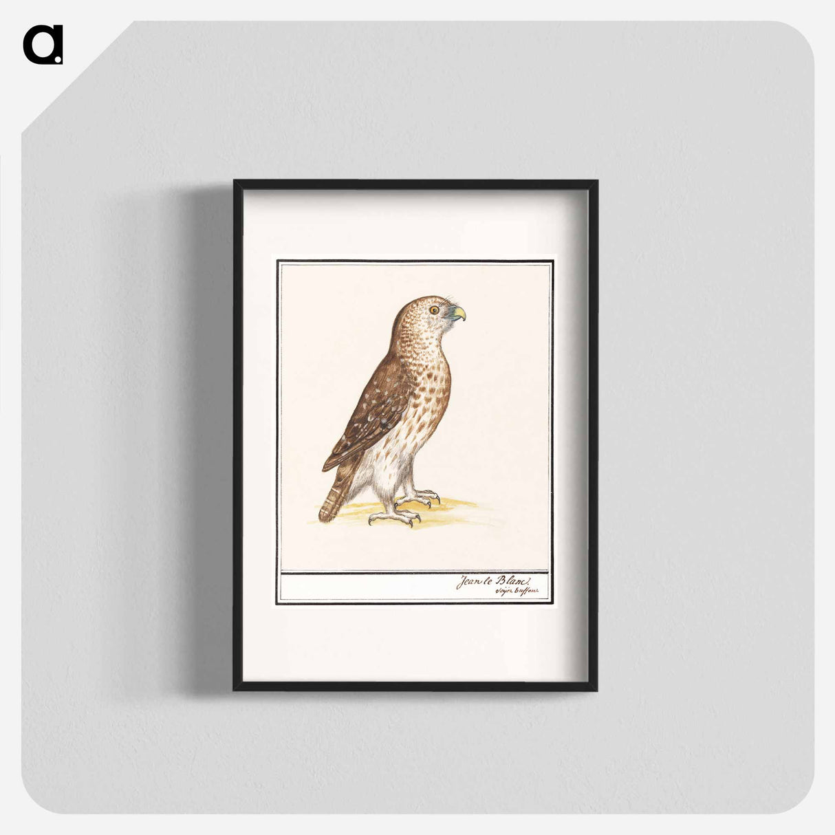 Short-toed Eagle - アンセルムス ボエティウス デ ブート Poster.