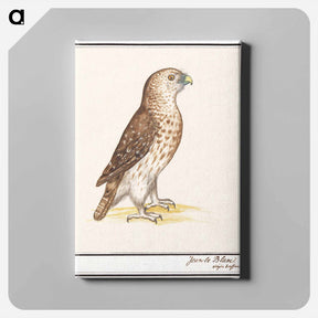 アートパネル-Short-toed Eagle - アンセルムス ボエティウス デ ブート Canvas.