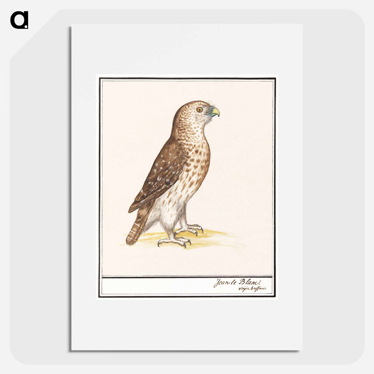 Short-toed Eagle - アンセルムス ボエティウス デ ブート Poster.