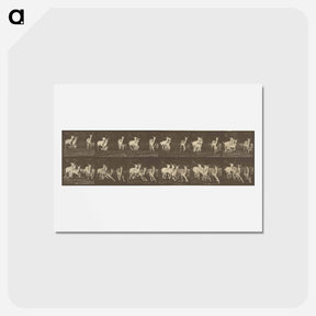 アートポストカード-Animal Locomotion
 - エドワード マイブリッジ Postcard.