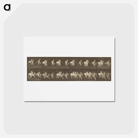 アートポストカード-Animal Locomotion
 - エドワード マイブリッジ Postcard.