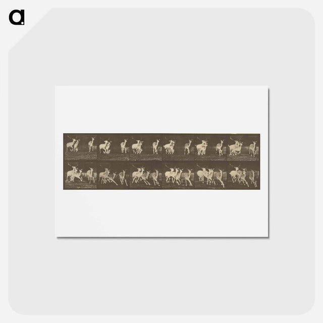アートポストカード-Animal Locomotion
 - エドワード マイブリッジ Postcard.