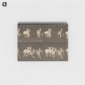 アートメモ帳-Animal Locomotion
 - エドワード マイブリッジ Memo.