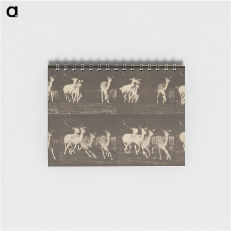 アートメモ帳-Animal Locomotion
 - エドワード マイブリッジ Memo.