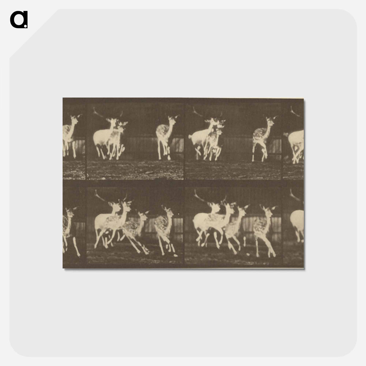 アートポストカード-Animal Locomotion
 - エドワード マイブリッジ Postcard.
