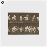 アートポストカード-Animal Locomotion
 - エドワード マイブリッジ Postcard.