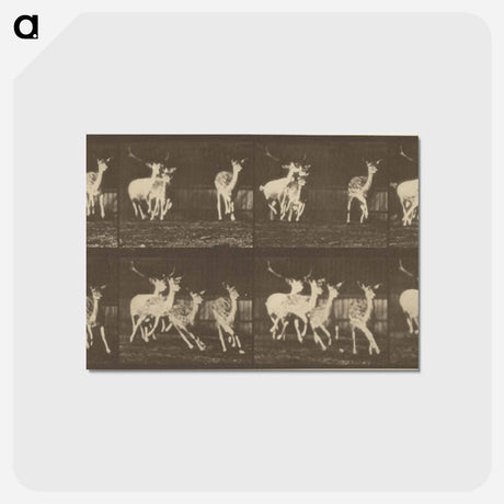 アートポストカード-Animal Locomotion
 - エドワード マイブリッジ Postcard.