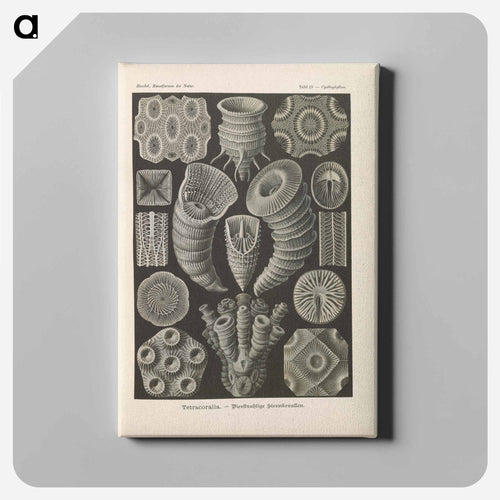 Marine life illustration - エルンスト ヘッケル Canvas.