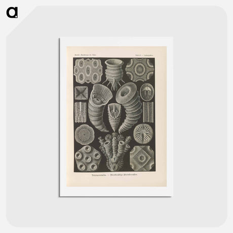 アートポストカード-Marine life illustration - エルンスト ヘッケル Postcard.