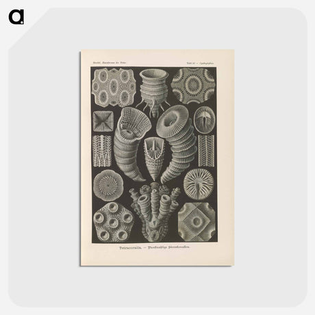 アートポストカード-Marine life illustration - エルンスト ヘッケル Postcard.