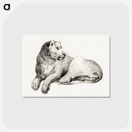 アートポストカード-Lying lion - ジャン ベルナール Postcard.