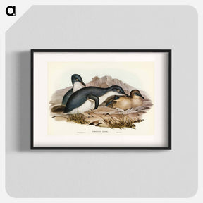 アートポスター-Little Penguin
 - ジョン グールド Poster.