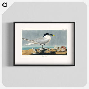 アートポスター-Sandwich Tern
 - ジョン ジェームス オーデュボン Poster.
