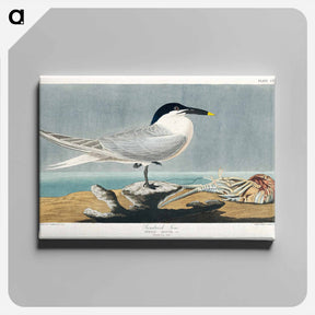 アートパネル-Sandwich Tern
 - ジョン ジェームス オーデュボン Canvas.