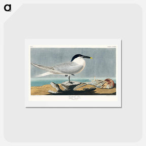 アートポストカード-Sandwich Tern
 - ジョン ジェームス オーデュボン Postcard.