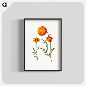 アートポスター-Tagetes Patula
 - マリア ジビーラ メーリアン Poster.