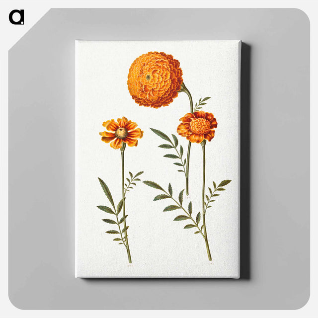アートパネル-Tagetes Patula
 - マリア ジビーラ メーリアン Canvas.