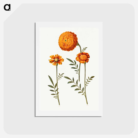 アートポストカード-Tagetes Patula
 - マリア ジビーラ メーリアン Postcard.