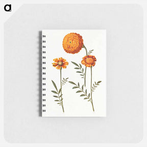アートメモ帳-Tagetes Patula
 - マリア ジビーラ メーリアン Memo.