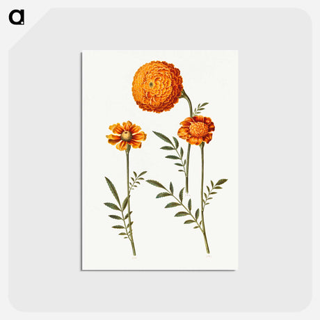 アートポストカード-Tagetes Patula
 - マリア ジビーラ メーリアン Postcard.