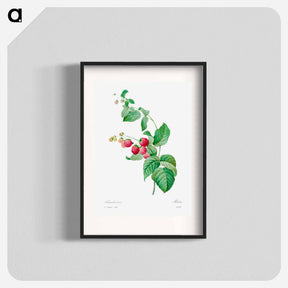 アートポスター-Raspberry - ピエール ジョゼフ ルドゥーテ Poster.