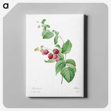 3-71_Pierre-Joseph-Redoute_canvas