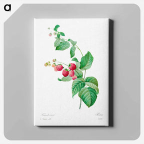 アートパネル-Raspberry - ピエール ジョゼフ ルドゥーテ Canvas.