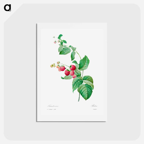 アートポストカード-Raspberry - ピエール ジョゼフ ルドゥーテ Postcard.