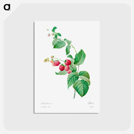アートポストカード-Raspberry - ピエール ジョゼフ ルドゥーテ Postcard.