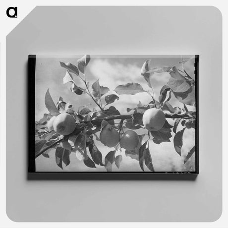 アートパネル-Pumpkins near Berlin
 - ラッセル リー Canvas.